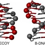 Decoy molecules represent potential cure for HIV