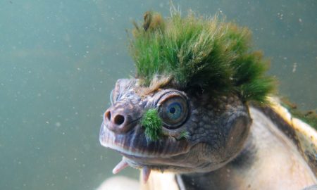 This punk turtle can breathe through its genitals