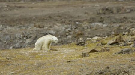 Saddening video of the polar bear’s plight